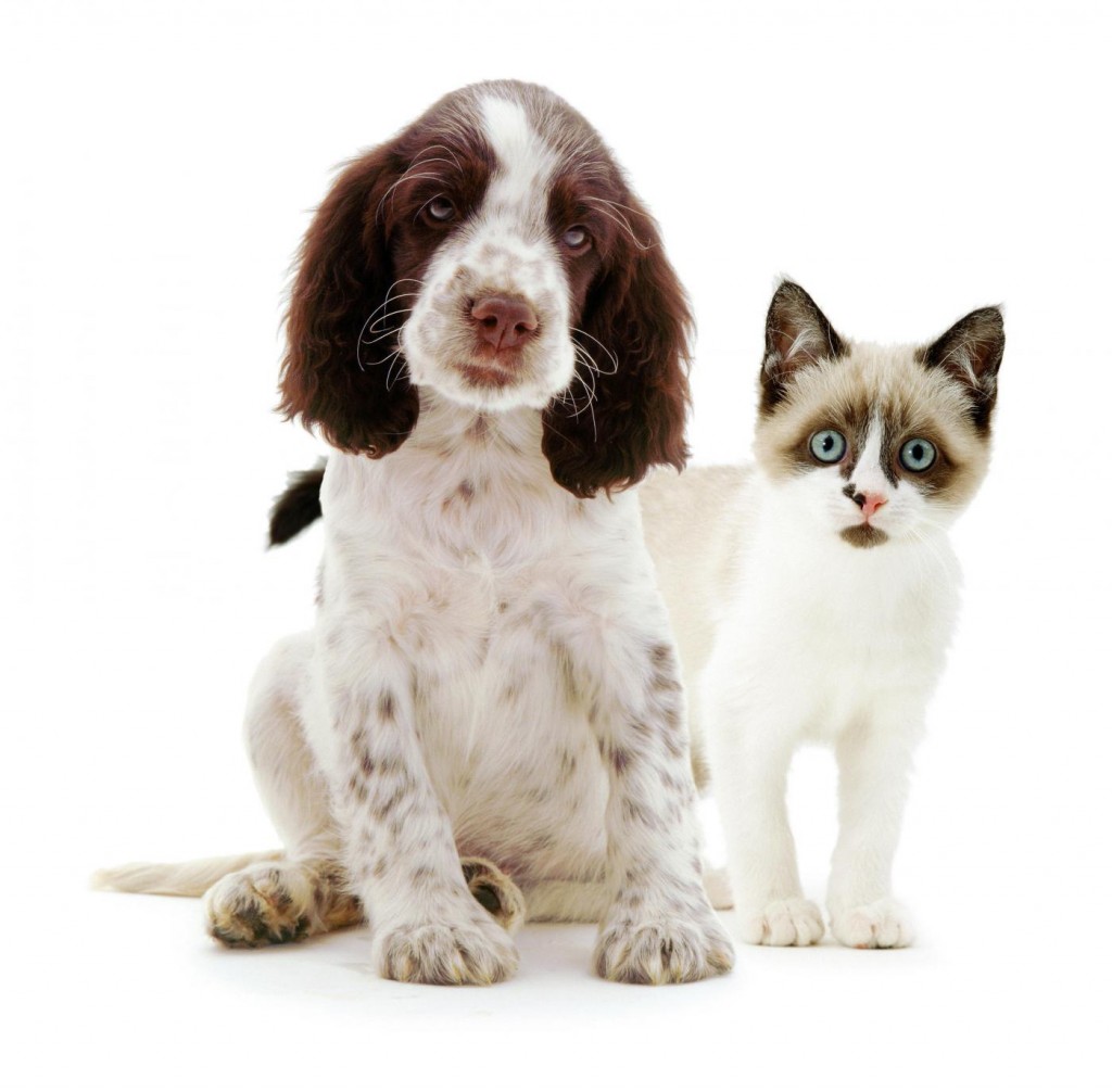 cane_gatto