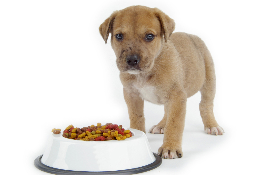dieta casalinga cani