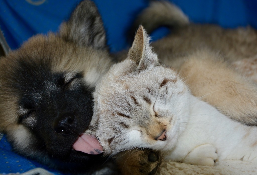 sonno cane e gatto
