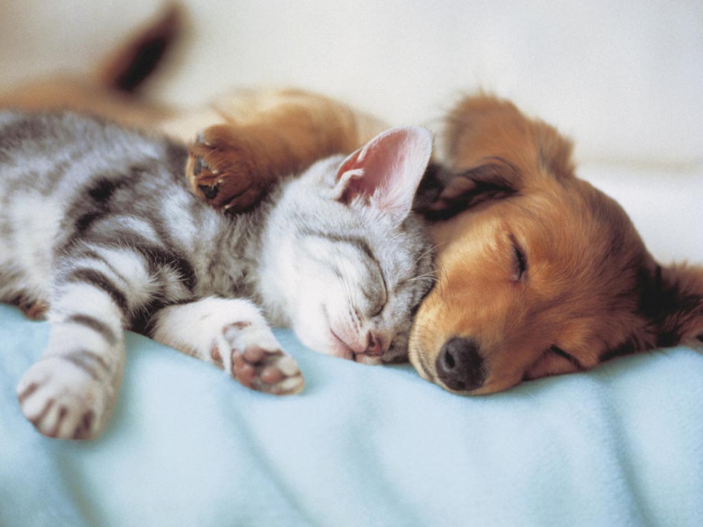 sonno-cane-gatto